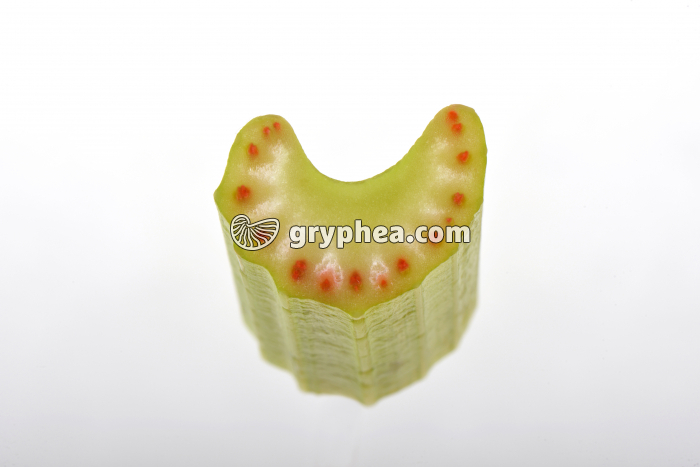 Tige de Céleri avec éosine CT - gryphea.com